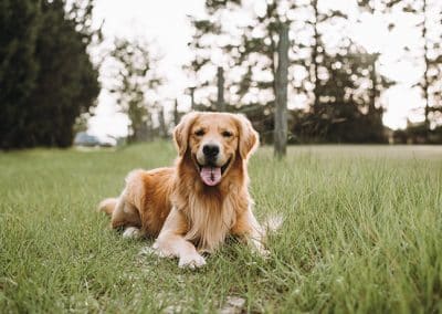 The Healing Zen of Dogs